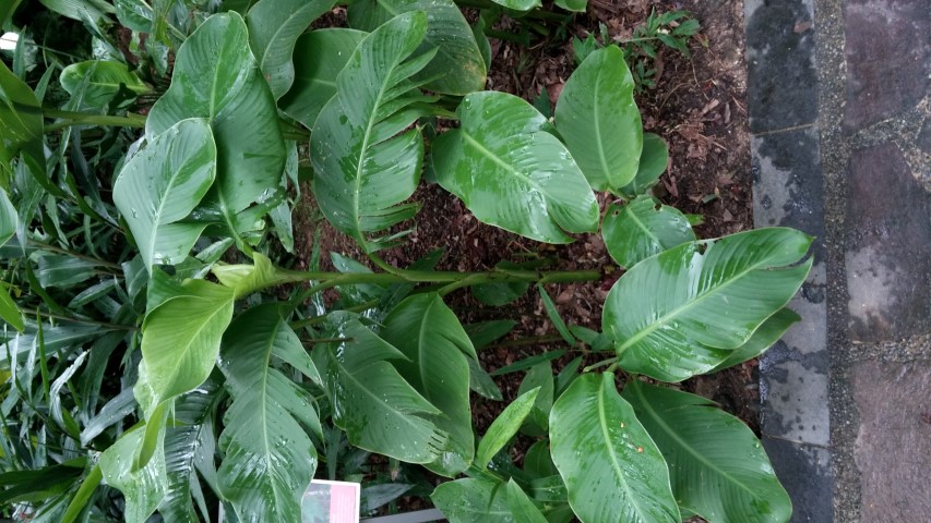 Alpinia galanga plantplacesimage20141227_025057.jpg