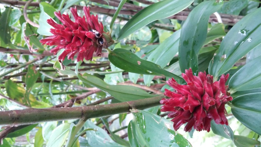 Cheilocostus speciosus plantplacesimage20141227_025306.jpg