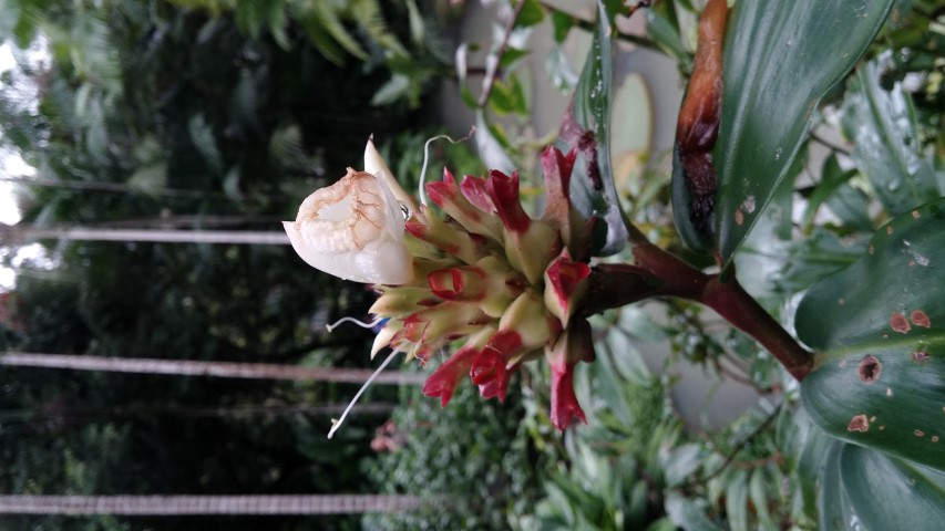 Cheilocostus speciosus plantplacesimage20141227_025319.jpg