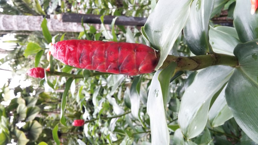 Costus woodsonii plantplacesimage20141227_025549.jpg