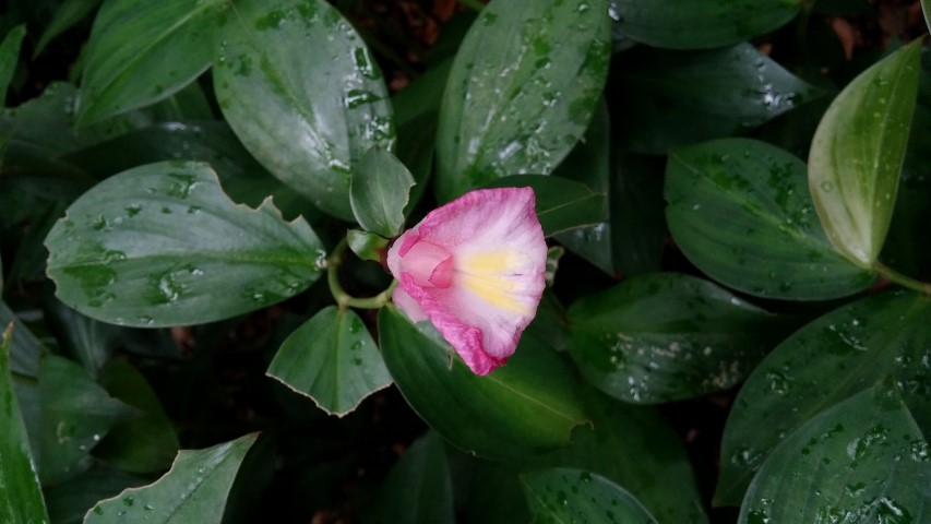 Costus lappenbeckianus plantplacesimage20141227_025814.jpg