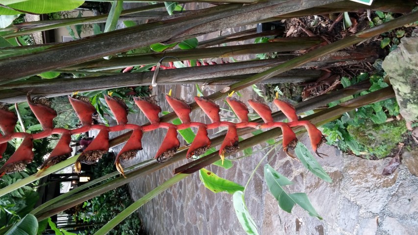 Heliconia longissima plantplacesimage20141227_031156.jpg