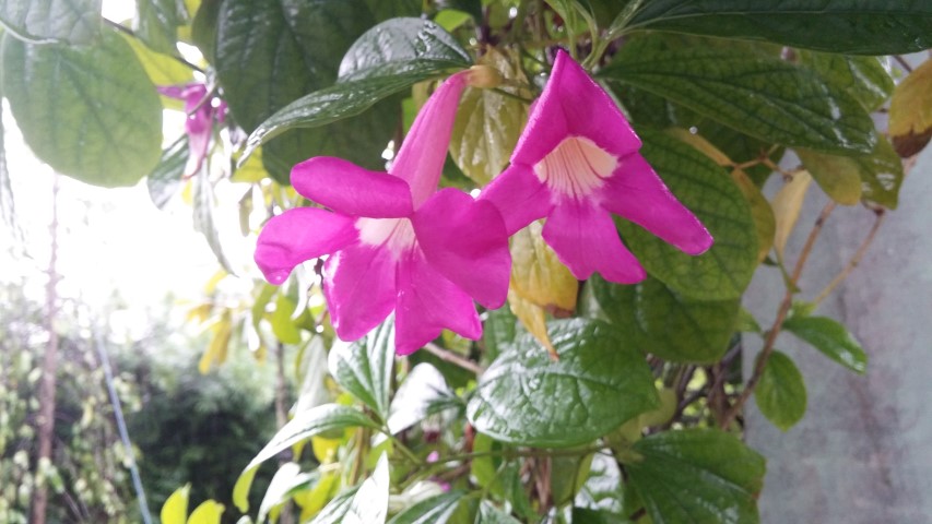 Bignonia magnificasaritea glow vine purple funnel vine plantplacesimage20141229_070642.jpg