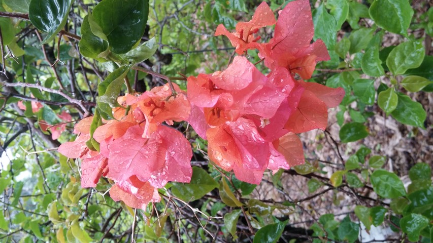 Bougainvillea spp plantplacesimage20141229_072410.jpg