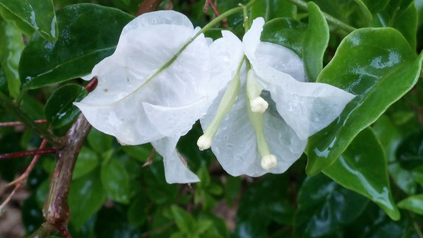 Bougainvillea spp plantplacesimage20141229_072454.jpg