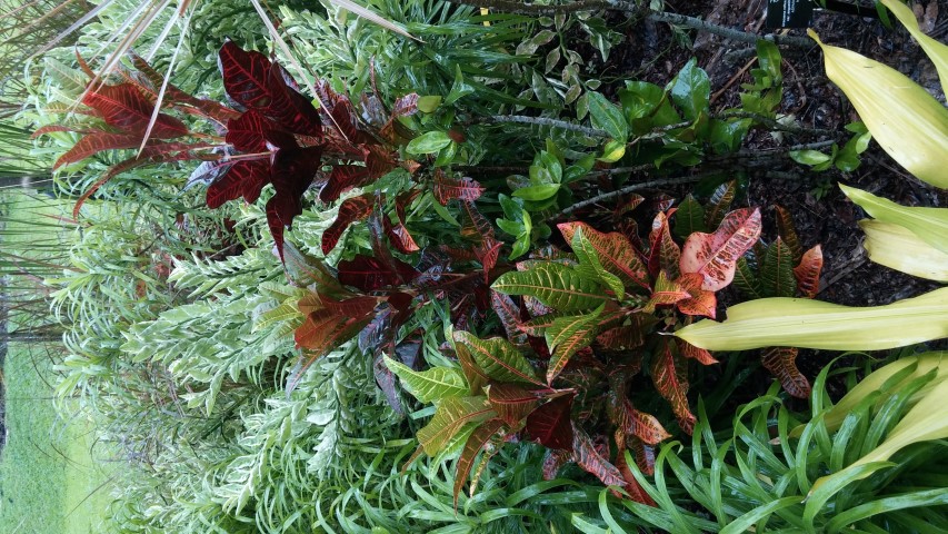 Codiaeum variegatum plantplacesimage20141229_072816.jpg