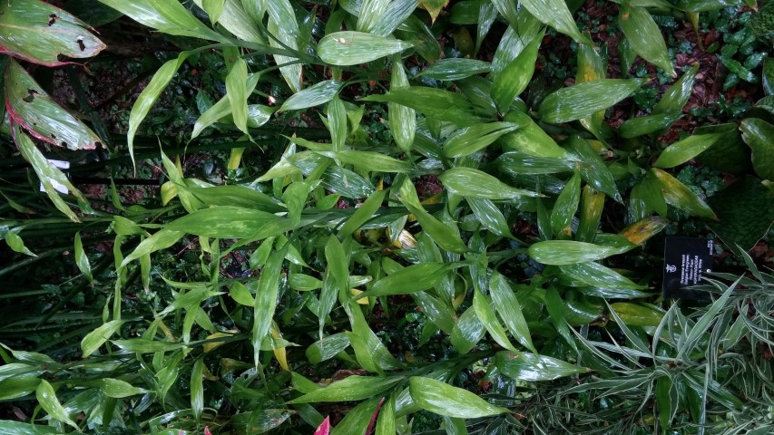 Draceana btaunii plantplacesimage20141229_073141.jpg