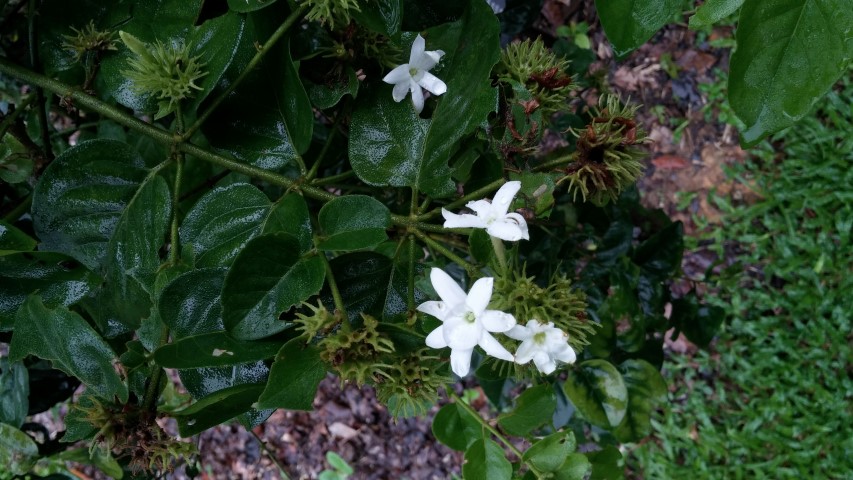 Jasminum multiflorum plantplacesimage20141229_073834.jpg