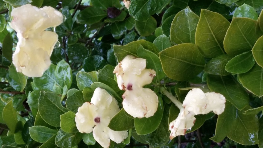 Brunfelsia lactia plantplacesimage20141229_074454.jpg