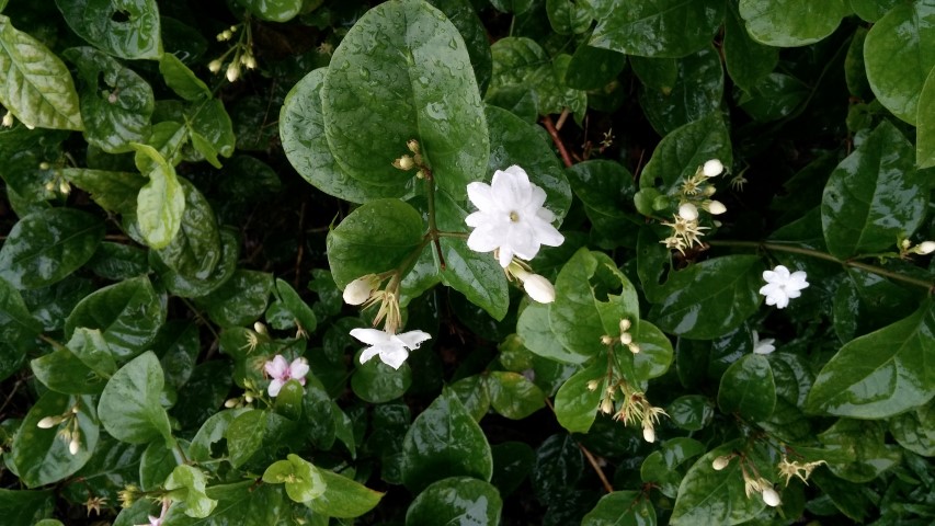 Jasminum sambac plantplacesimage20141229_074919.jpg