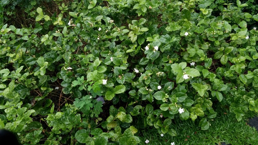 Jasminum sambac plantplacesimage20141229_074934.jpg