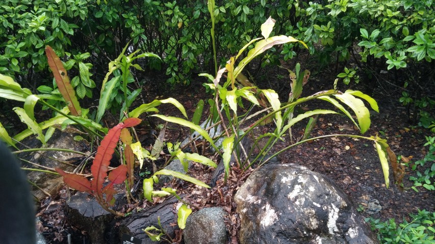 Epiphyllum oxypelatum plantplacesimage20141229_075428.jpg