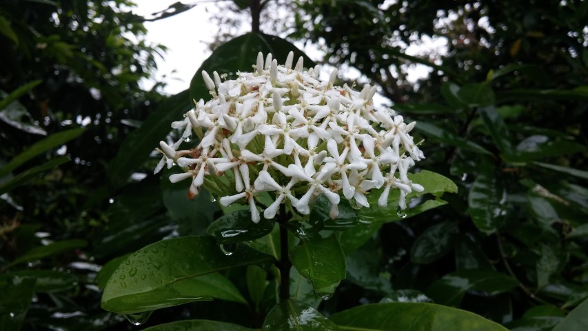 Ixora finlaysoniana plantplacesimage20141229_080056.jpg