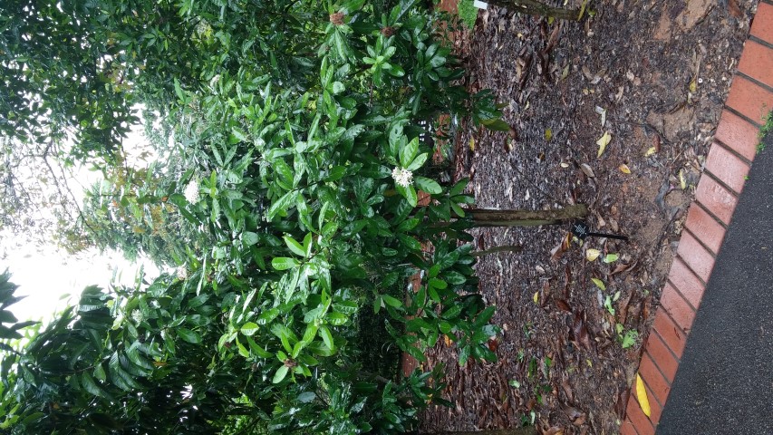 Ixora finlaysoniana plantplacesimage20141229_080108.jpg