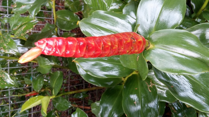 Costus woodsonii plantplacesimage20141229_081644.jpg