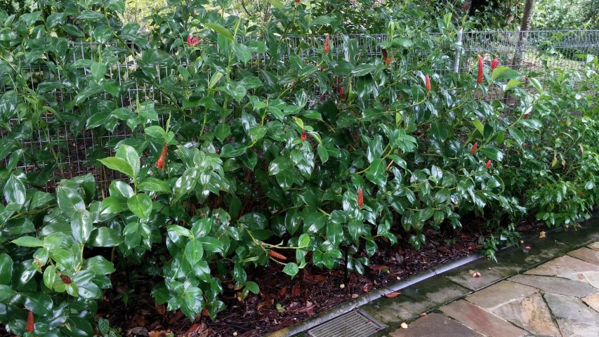 Costus woodsonii plantplacesimage20141229_081656.jpg