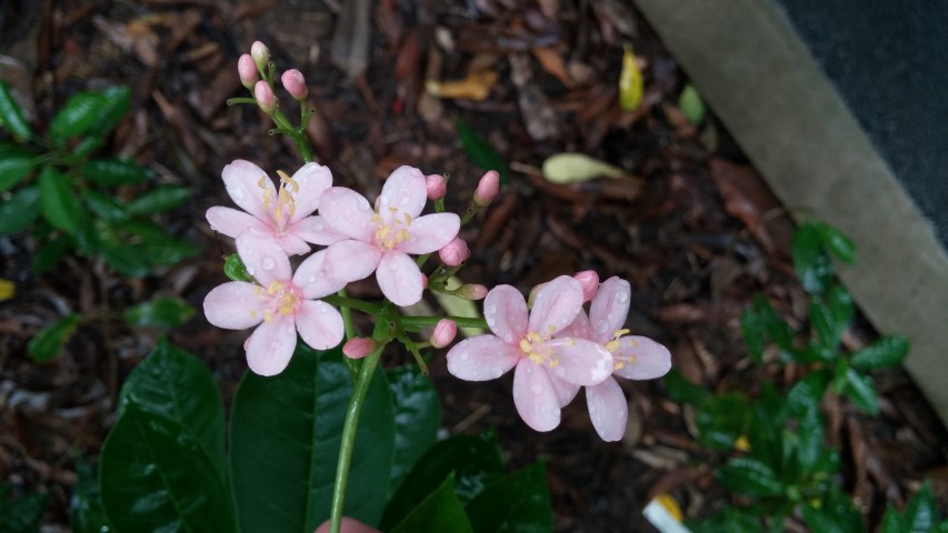 Jatropha integerrima plantplacesimage20141229_083130.jpg