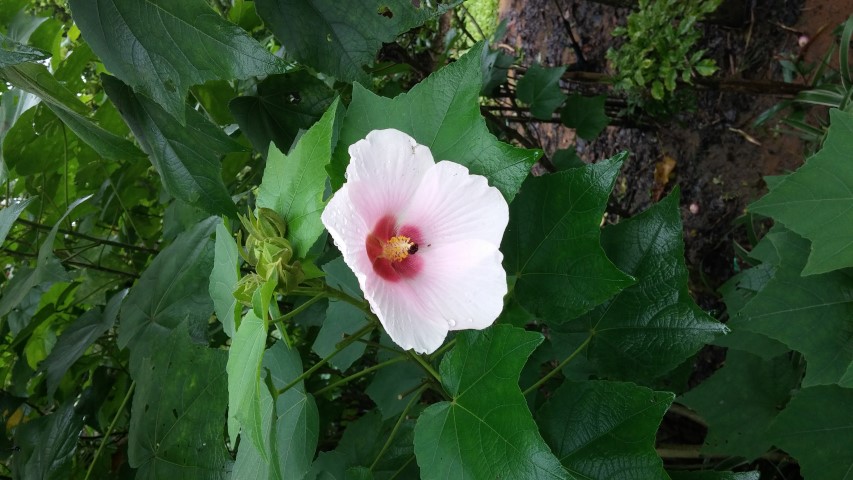 Hibiscus mutabilis plantplacesimage20141229_083248.jpg