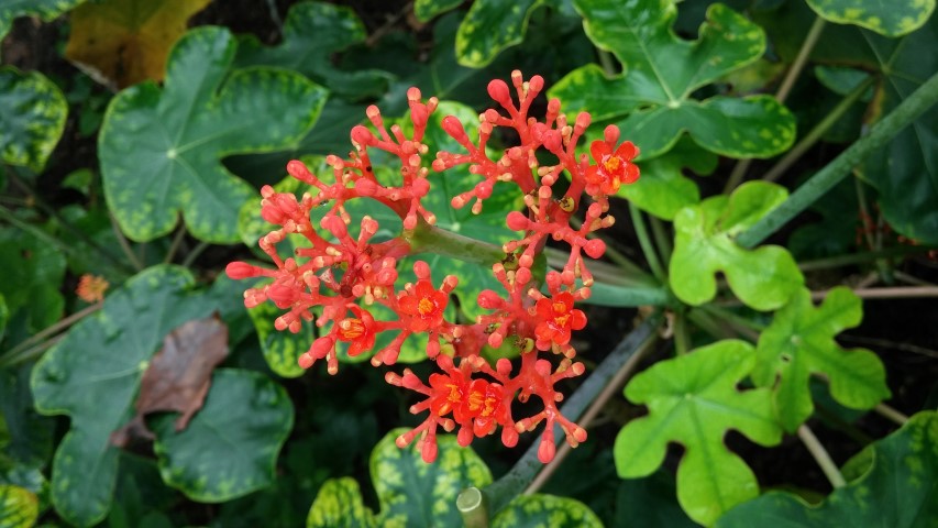 Jatropha podagrica plantplacesimage20141229_085556.jpg