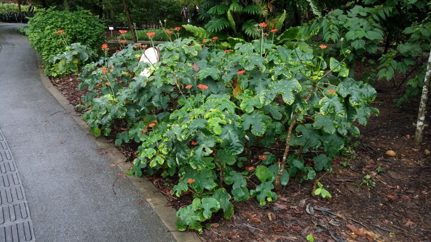 Jatropha podagrica plantplacesimage20141229_085608.jpg