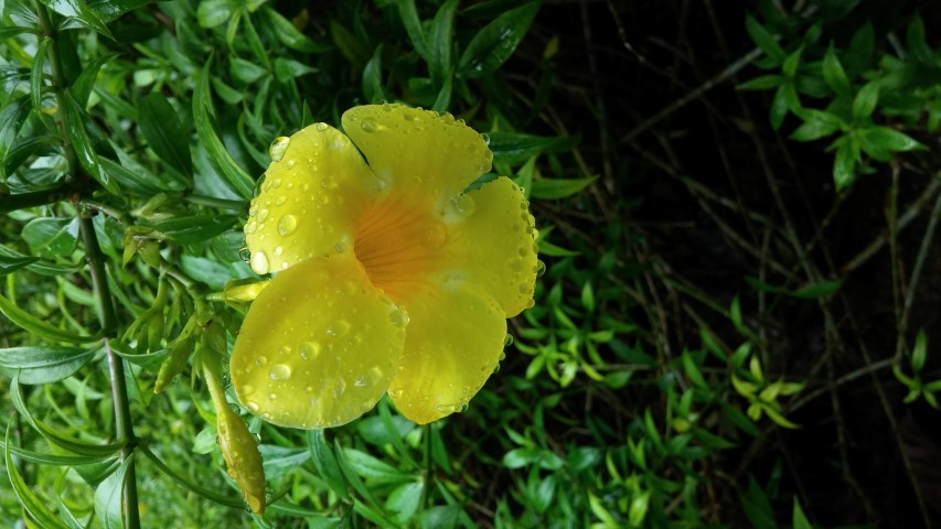 Allamanda cathartica plantplacesimage20141229_090222.jpg