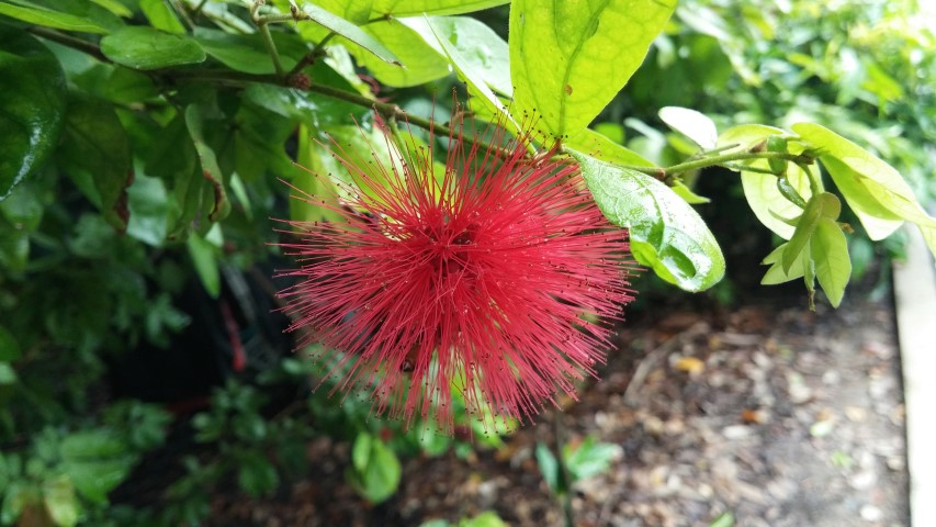 Calliandra tergemina plantplacesimage20141229_091829.jpg