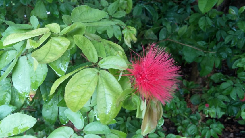 Calliandra tergemina plantplacesimage20141229_091853.jpg