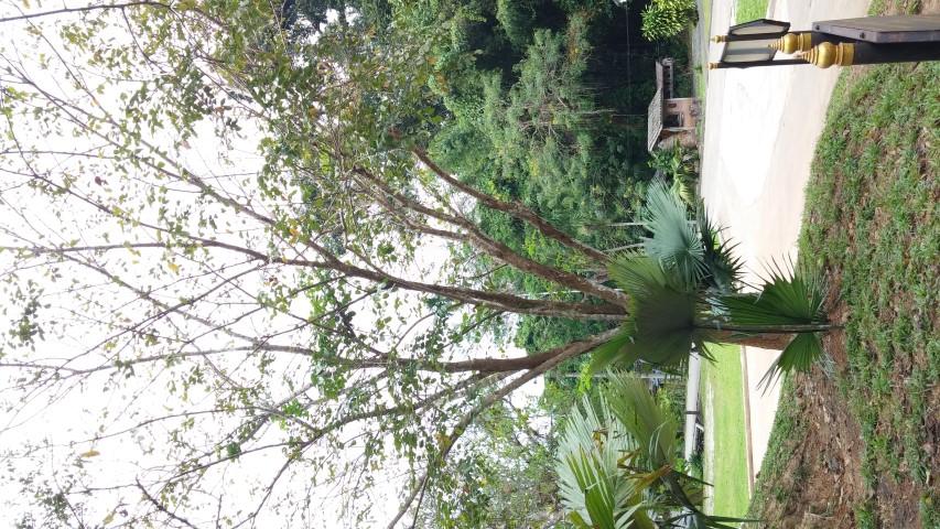 pterocarpus macrocarpus plantplacesimage20141230_031715.jpg