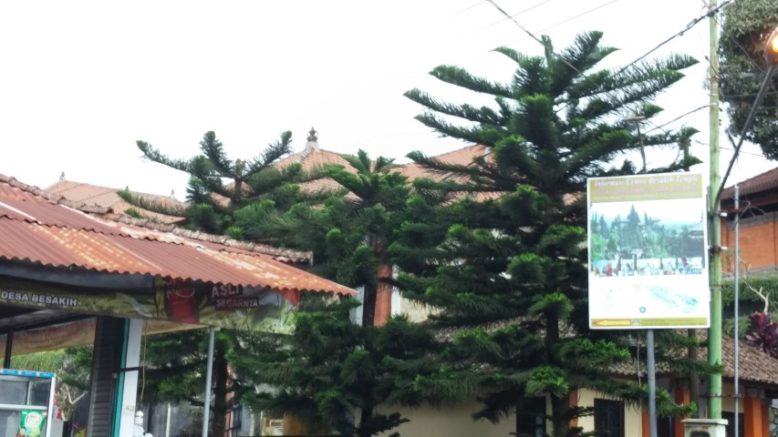 Picea abies plantplacesimage20150101_114844.jpg