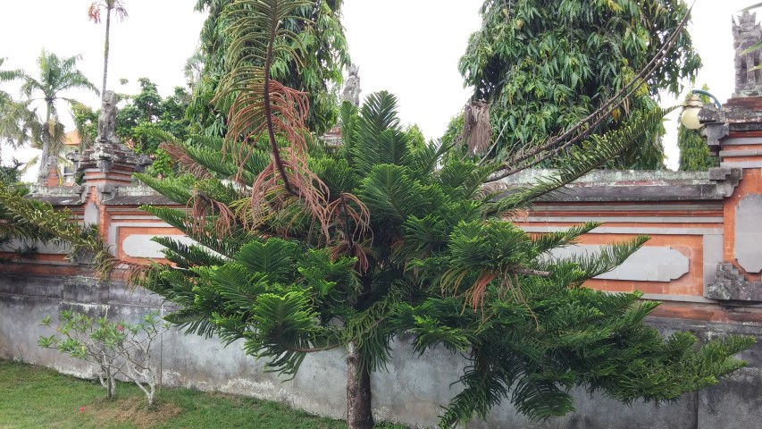 Picea abies plantplacesimage20150101_143201.jpg