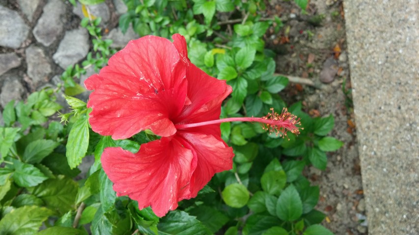 Hibiscus rosa-sinensis plantplacesimage20150104_155845.jpg