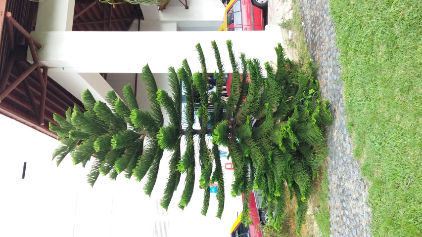 Picea abies plantplacesimage20150104_170509.jpg