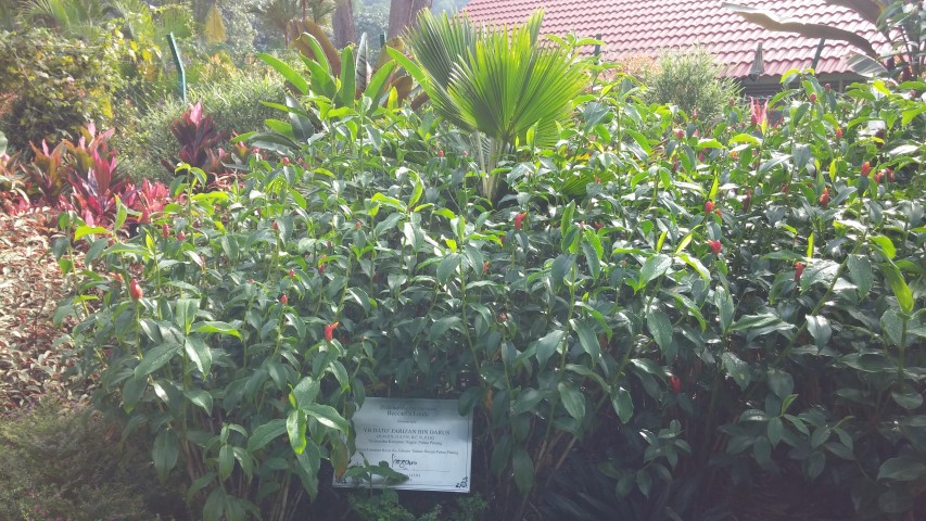 Pritchardia beccariana plantplacesimage20150105_100321.jpg
