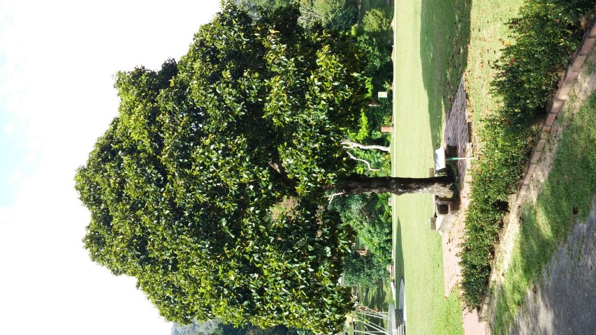 Garcinia mangostana plantplacesimage20150105_101906.jpg