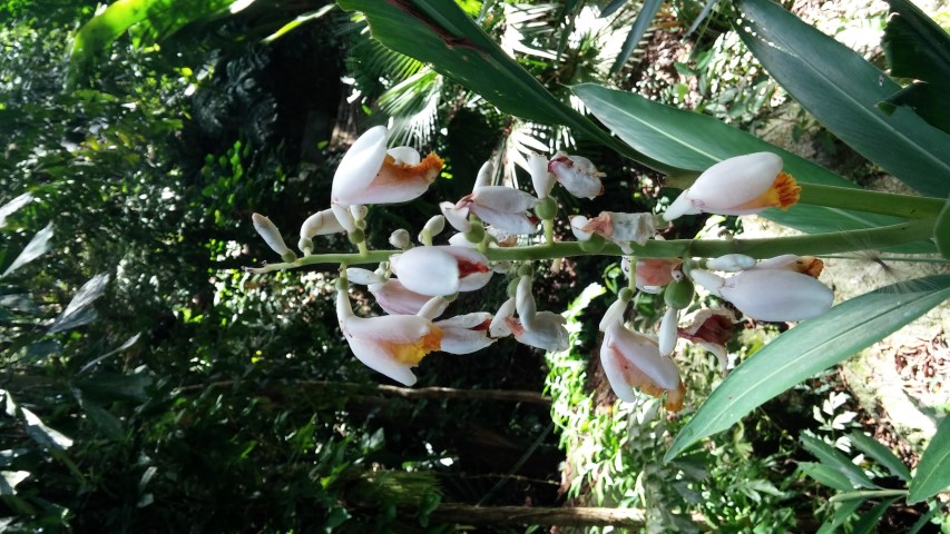 Alpinia galanga plantplacesimage20150105_112659.jpg