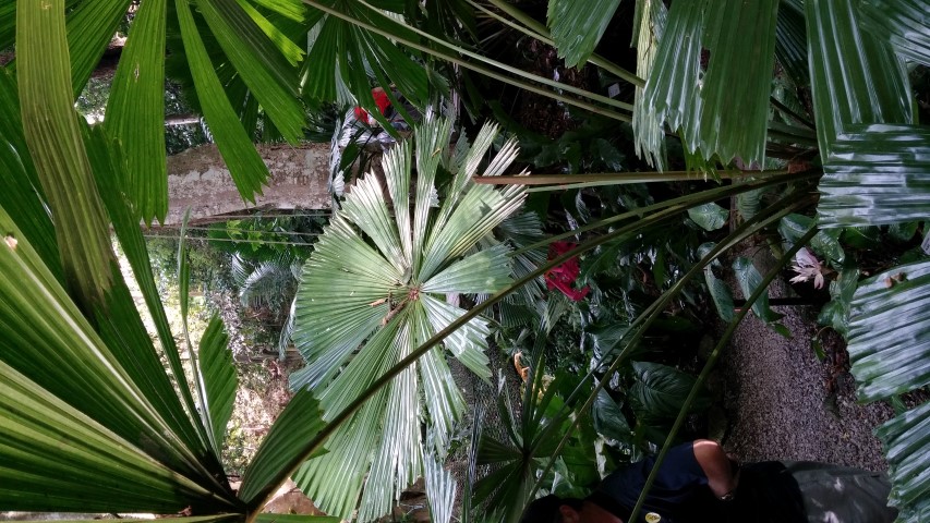 Licuala ramsayi plantplacesimage20150105_112921.jpg