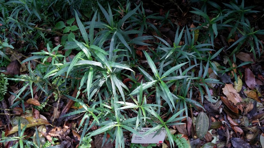 Ruellia brittoniana plantplacesimage20150105_113641.jpg