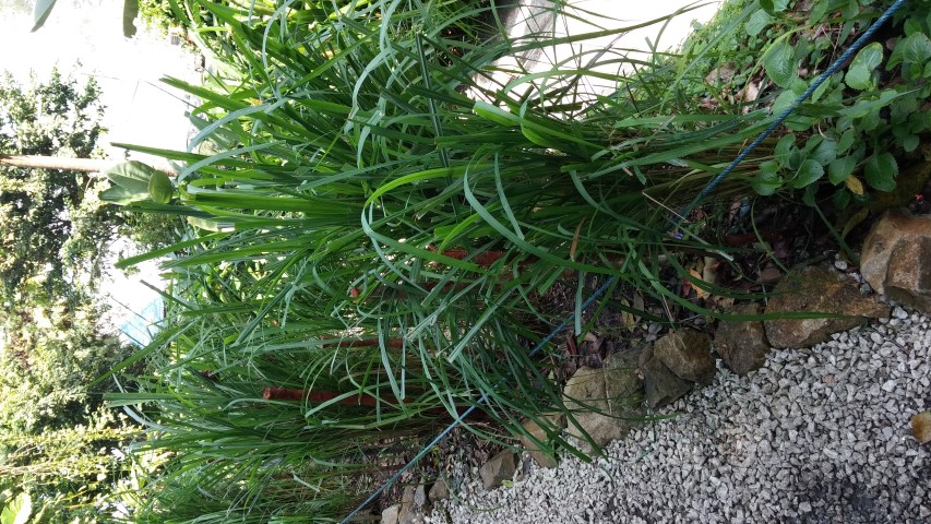 Cymbopogon nardus plantplacesimage20150105_113928.jpg