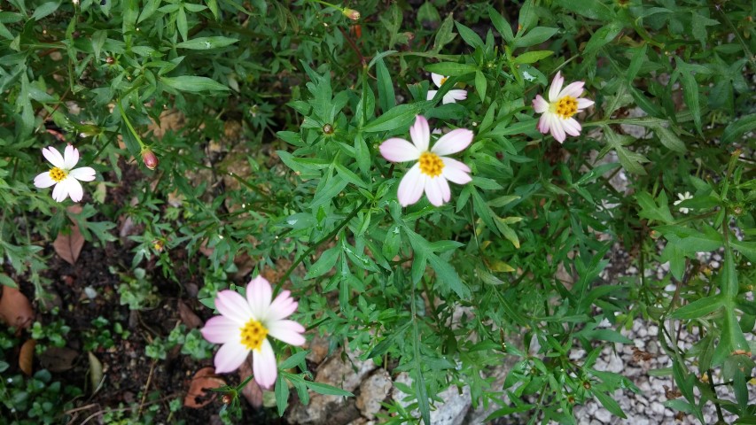 Cosmos caudatus plantplacesimage20150105_114146.jpg