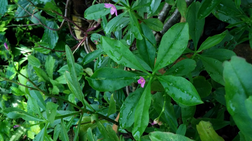 Talinum paniculatum plantplacesimage20150105_114254.jpg