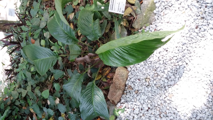 Polyalthia bullata plantplacesimage20150105_114924.jpg