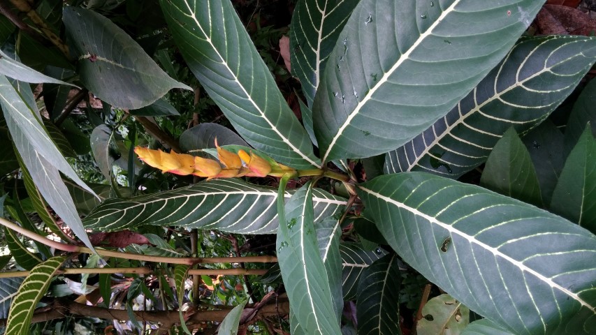 Aphelandra squarrosa plantplacesimage20150105_115220.jpg