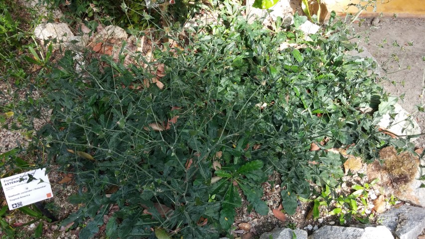 Eryngium foetidum plantplacesimage20150105_120211.jpg