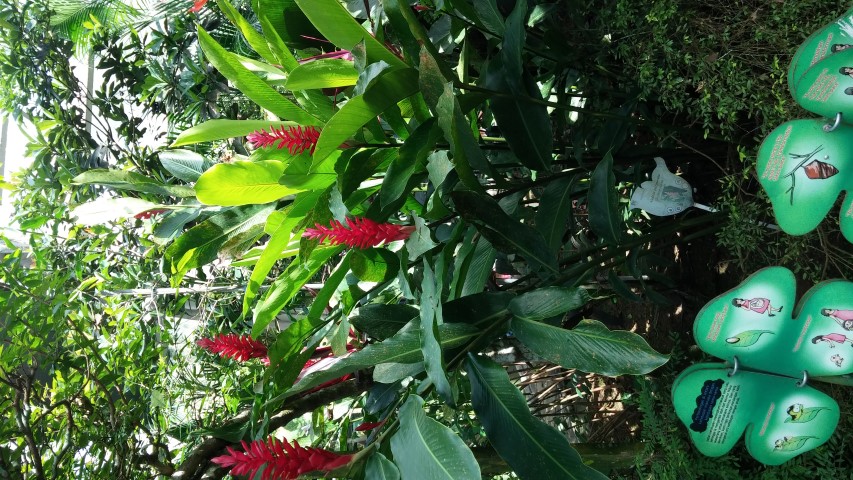 Alpinia purpurata plantplacesimage20150105_123812.jpg