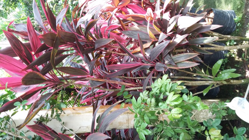 Cordyline fruiticosa plantplacesimage20150105_124709.jpg