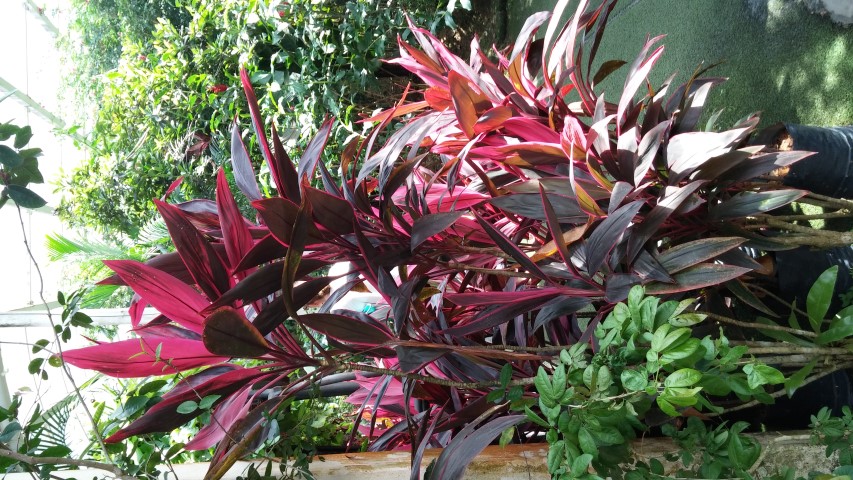 Cordyline fruiticosa plantplacesimage20150105_124727.jpg