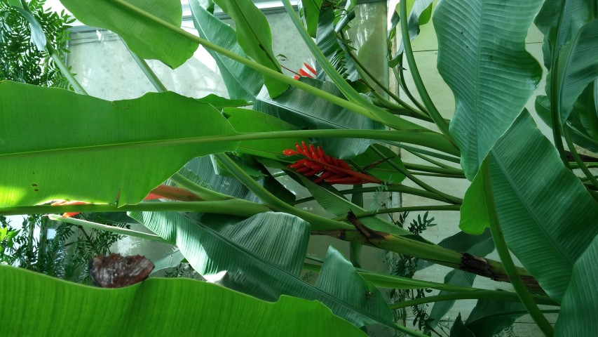 Musa coccinea plantplacesimage20150105_125059.jpg