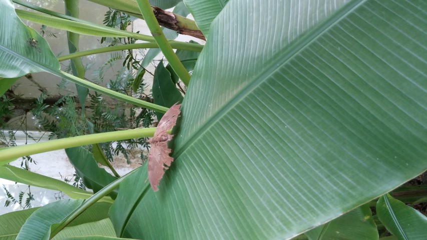 Musa coccinea plantplacesimage20150105_125116.jpg