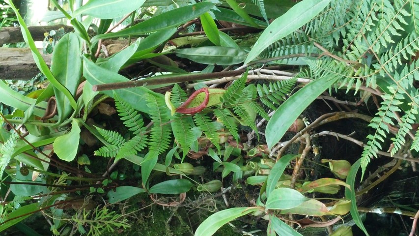 Nepenthus spp plantplacesimage20150105_130036.jpg