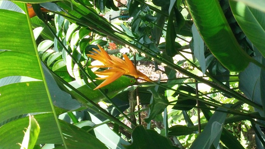 Heliconia psitticorum plantplacesimage20150105_130527.jpg